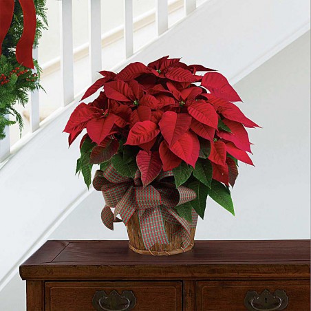 Large Red Poinsettia Christmas